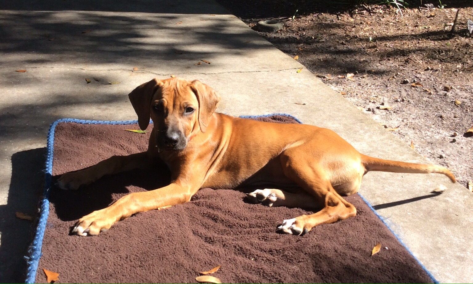 Rhodesian Ridgeback Zoey