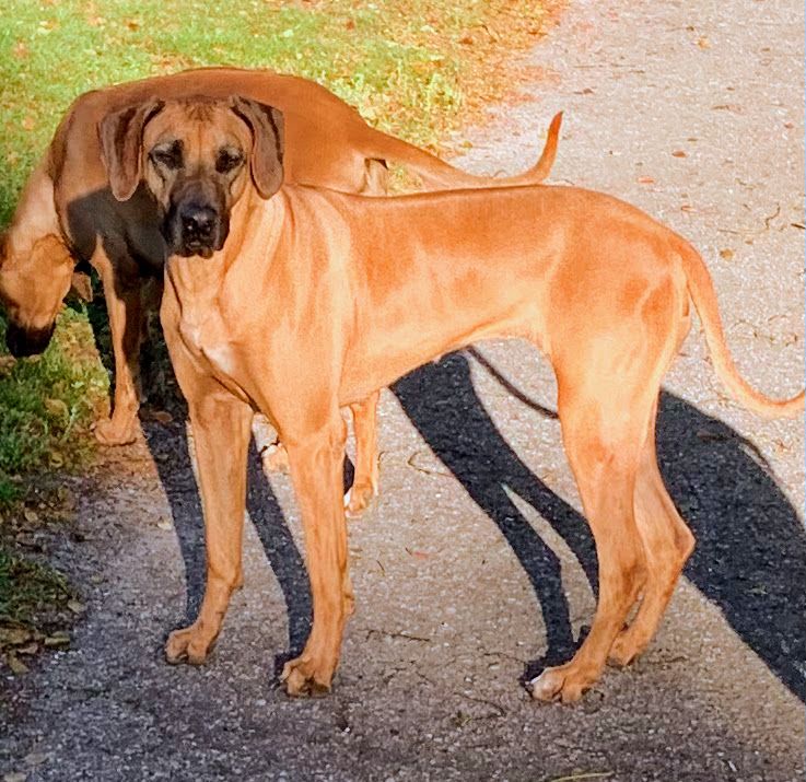 Amber Trace Rhodesian Ridgebacks - Grace