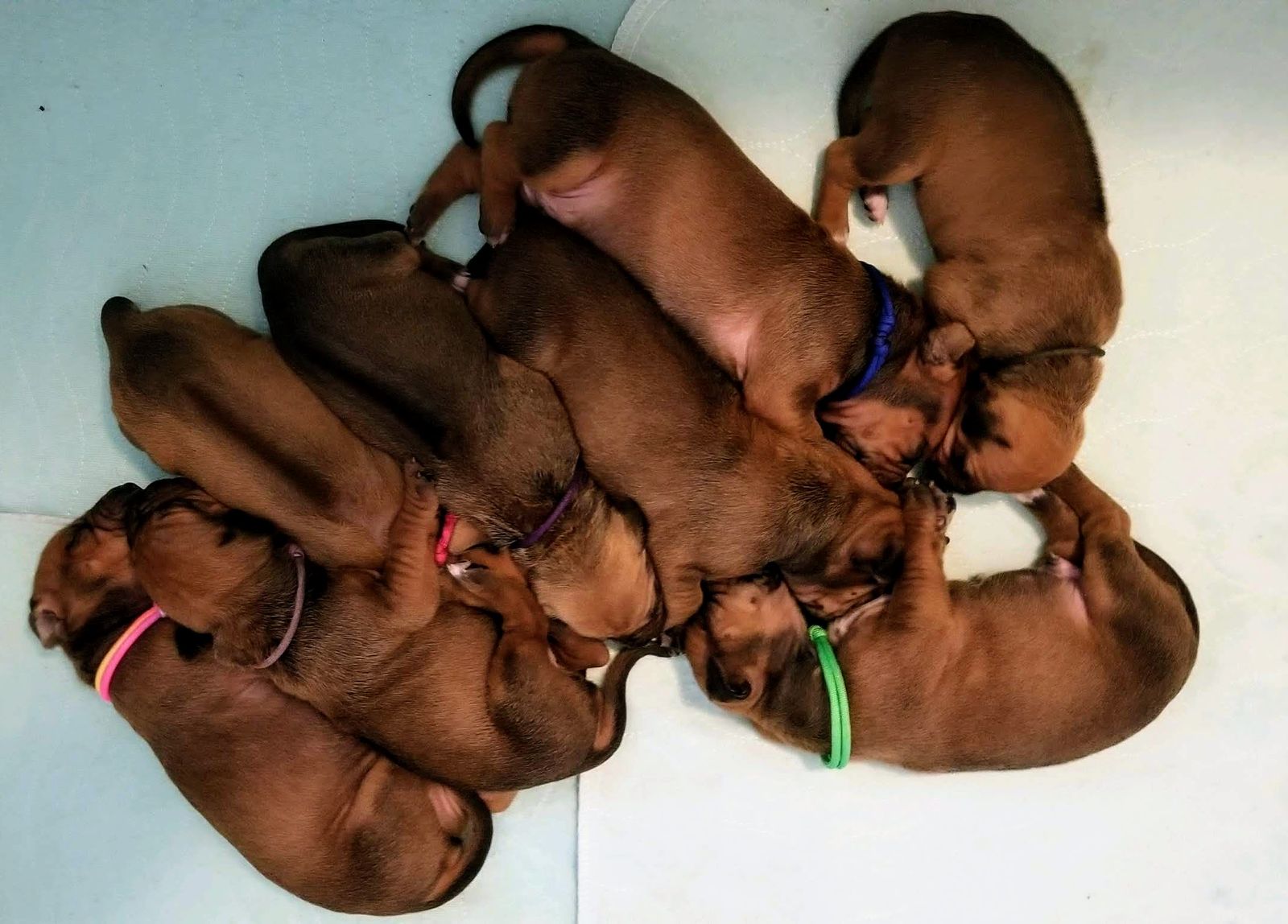 Amber Trace Rhodesian Ridgebacks - Zoey & Turk Litter 2019