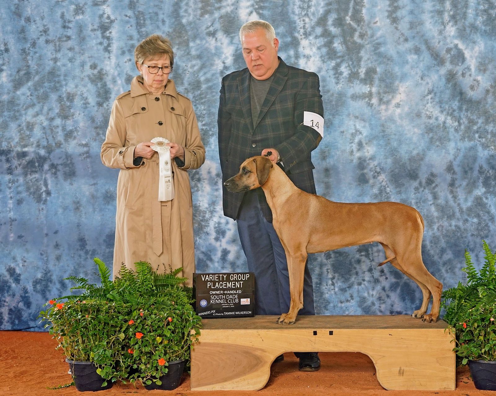 Amber Trace Rhodesian Ridgebacks - ZsaZsa