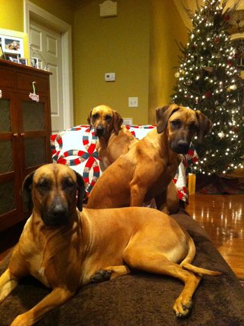 Dam: Teagan (Front), Sister: Savannah (Center) Grandma: Danica (back)

