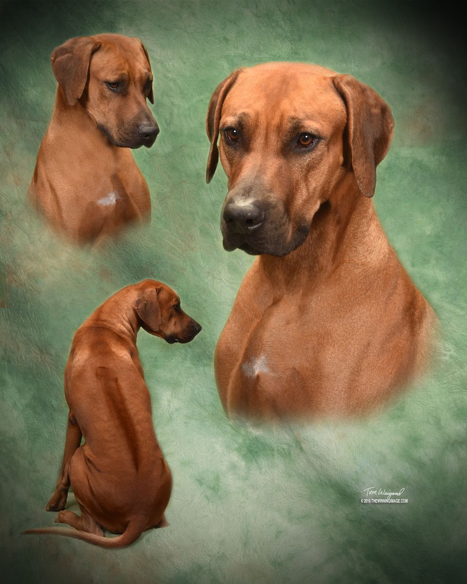 Amber Trace Rhodesian Ridgebacks - Zoey & Huey 2020