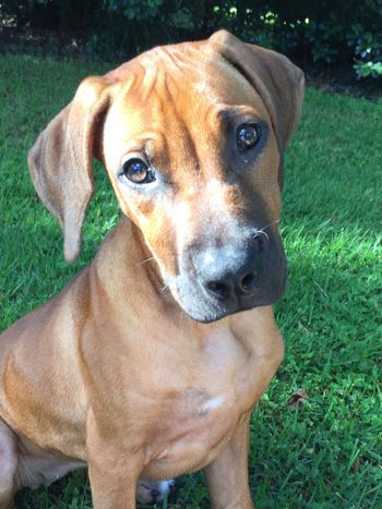 about 11 weeks old
