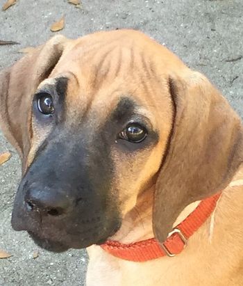 11 weeks
