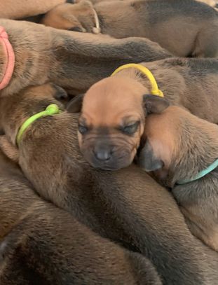 Rhodesian Ridgeback Puppies Available Florida