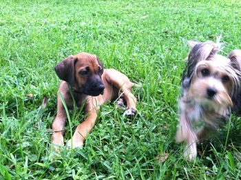 Trace and Lola
