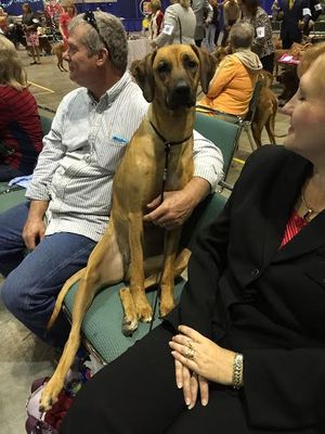 Rhodesian Ridgeback Show Dogs