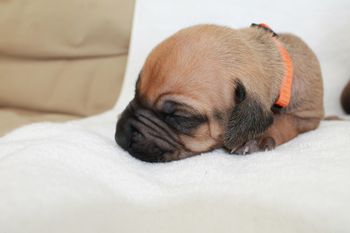 1 week old
