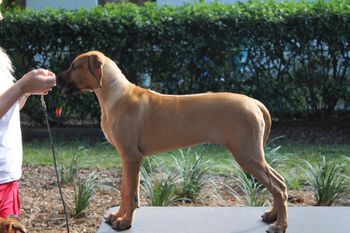 Chunky Puppy

