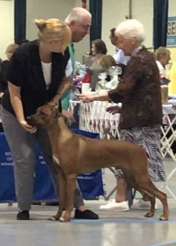 Amber Trace Rhodesian Ridgebacks - Link