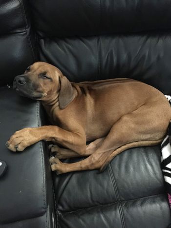 happy she can get on the couch by herself!
