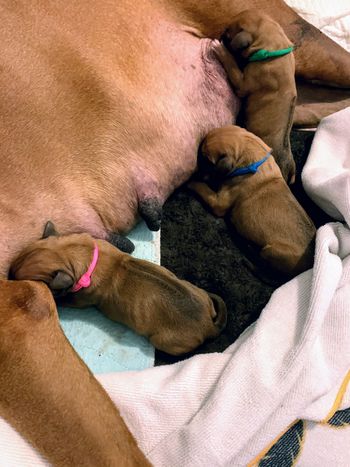 3 pups - green boy next
