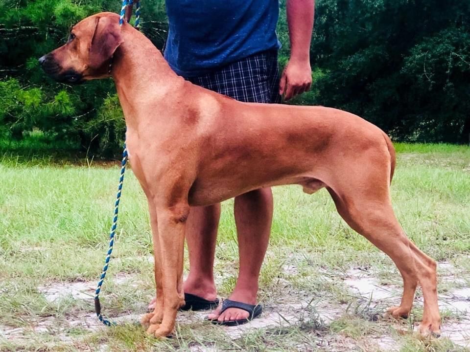 Amber Trace Rhodesian Ridgebacks - Zoey & Huey 2020