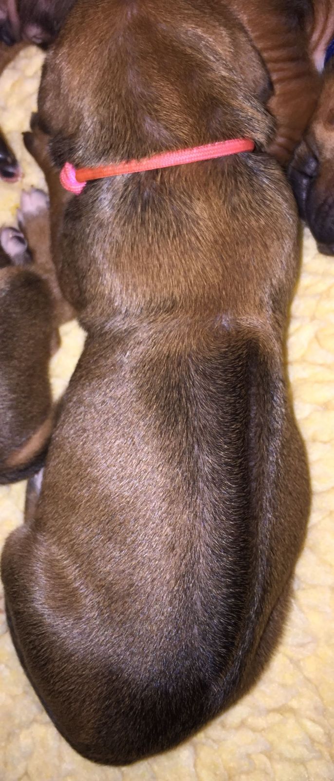 Amber Trace Rhodesian Ridgebacks - Zoey & Turk Litter 2019