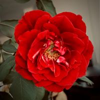 If I Could Be Your Valentine by Arthur Gregory Cruz