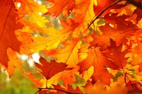 Fall Fling