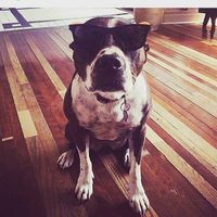 Anti-BSL Fundraiser