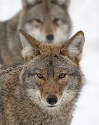 Coyote & Co.