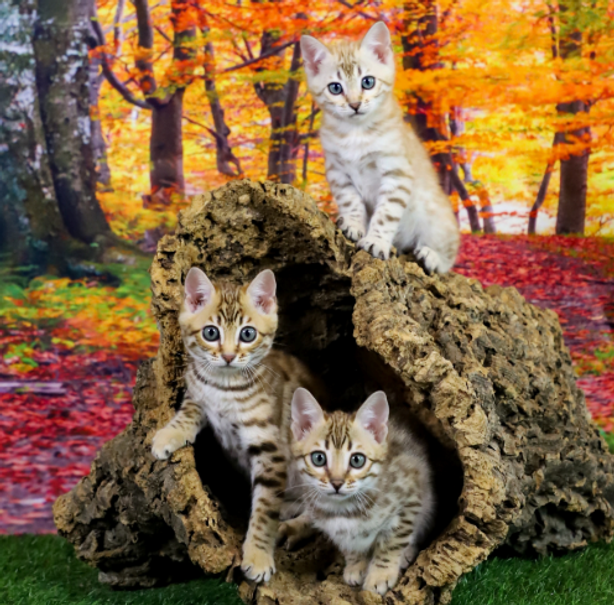 Quality Bengal Kittens logo