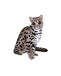 Kitten Picture Weekend