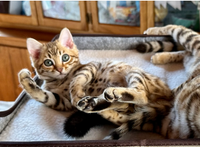 Quality Bengal Kittens Membership Zoom