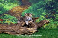 Quality Bengal Kittens Photo Weekend