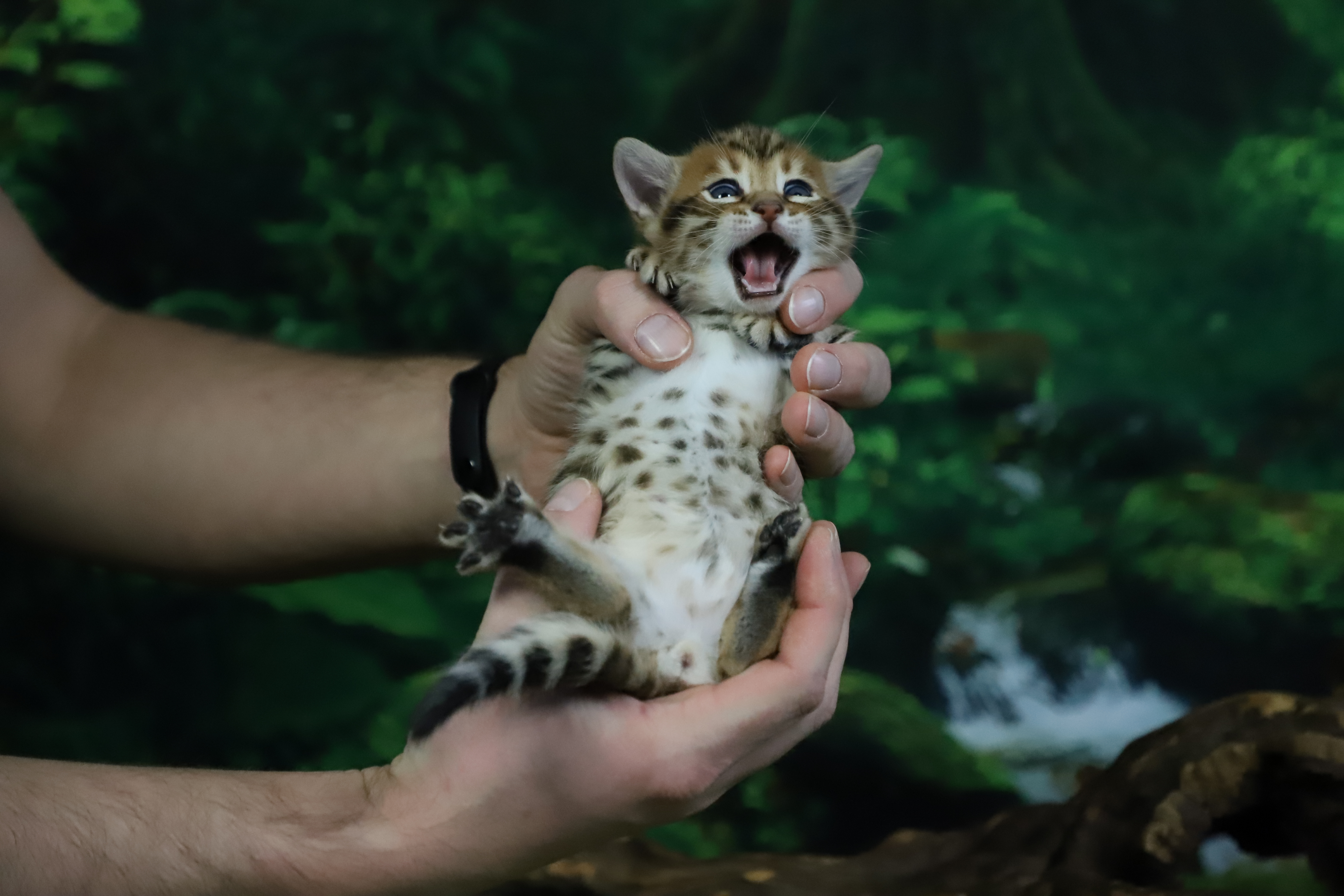 Intense Bengal Kitten