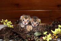 Kitten Selection Weekend