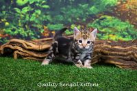 Quality Bengal Kittens Photo Weekend