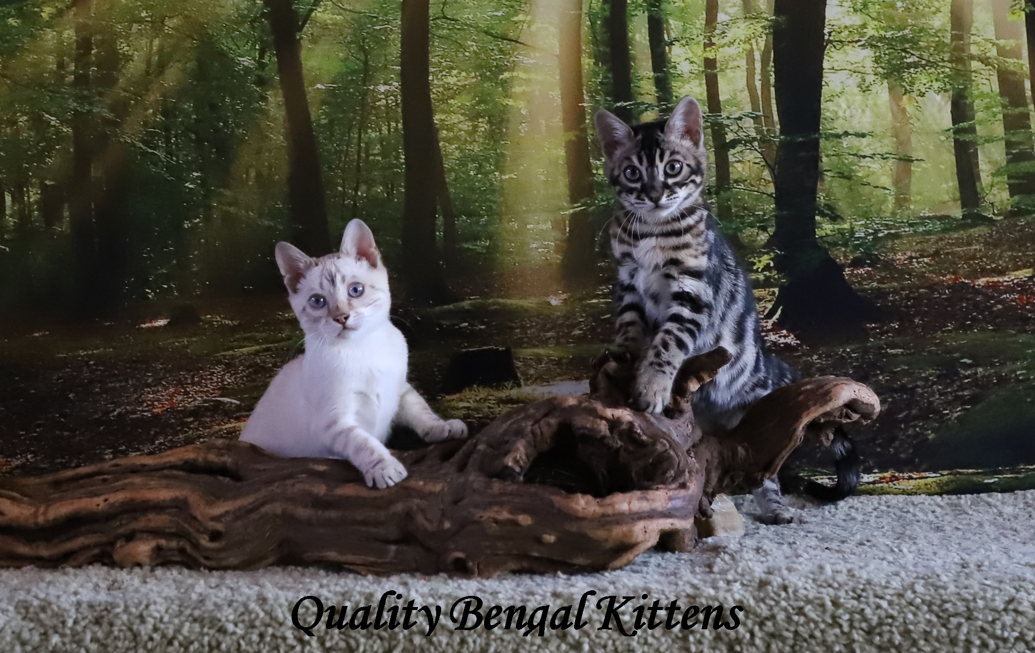 seal lynx and charcoal Bengal kittens