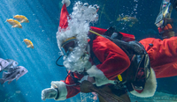 Private Party - Monterey Bay Aquarium Volunteer Divers