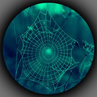 In A Web by Clint Manning
