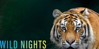 MN Zoo "Wild Nights" Global Music night
