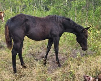 2023 Mare
Sudans Midnite Smoke
