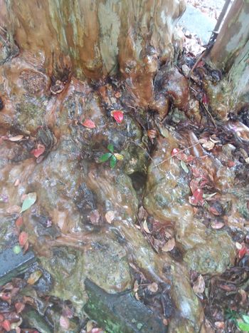 Love these roots I found in New Orleans
