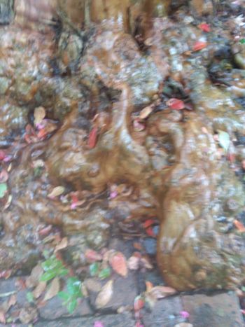 Love these roots I found in New Orleans

