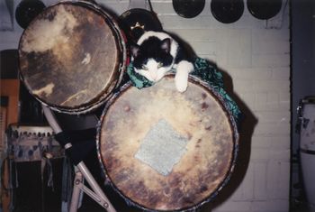 Bali, my little drum cat, Trinity Ave,  early 1990's
