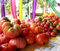 Tomato Festival 