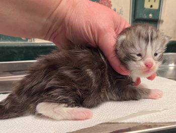Smitty. Male. Silver tabby and white.
