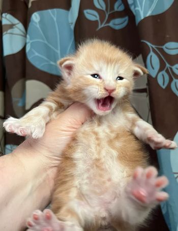 RESERVED for Patrick F. Queso. Male. Red silver tabby. Poly

