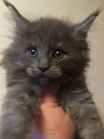 8.5 weeks
