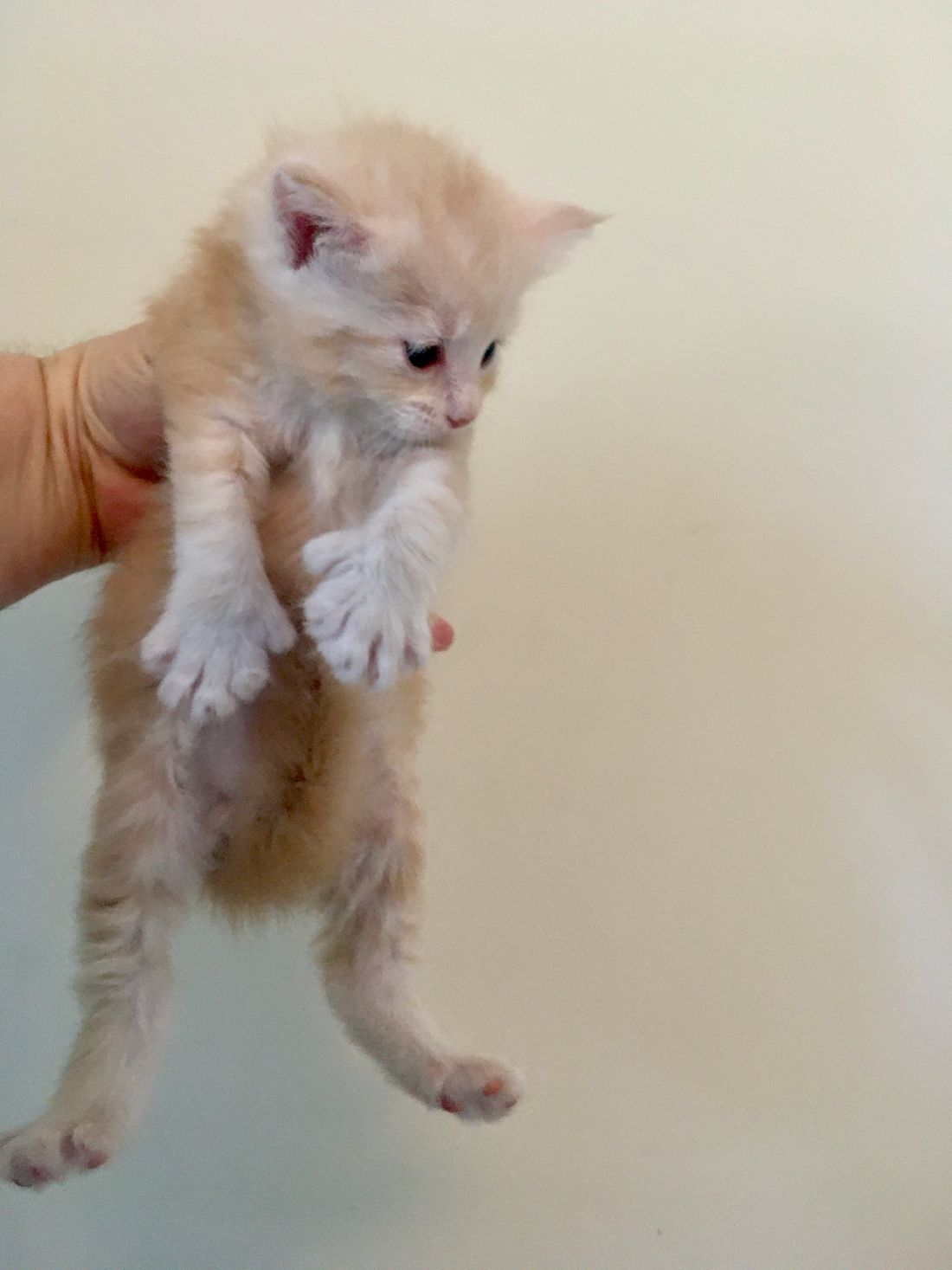 4 weeks
