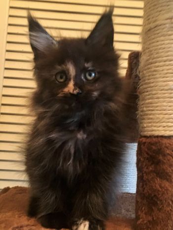 10 weeks
