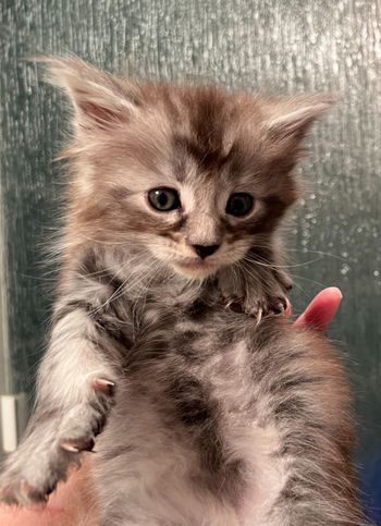 6 weeks
