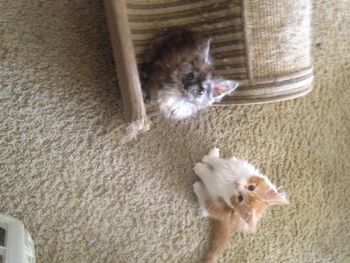 Parents at 9 weeks
