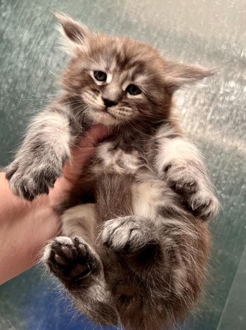 6 weeks
