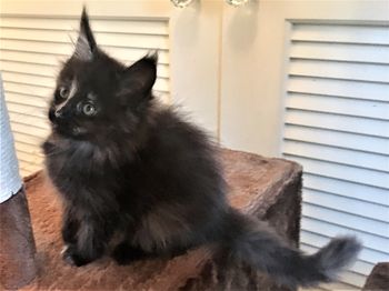 10 weeks
