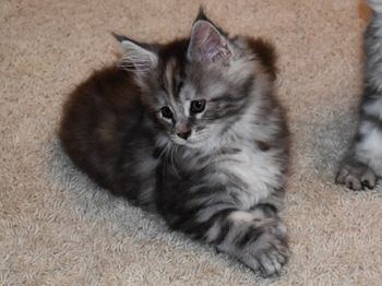 8 weeks
