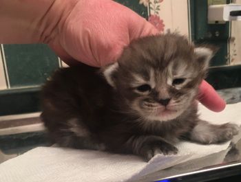 2.5 weeks
