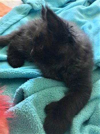 7 weeks
